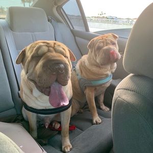 Meet your Posher, Leigh